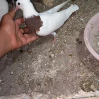 کبوتر طوقی