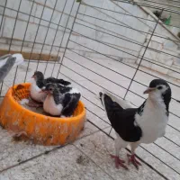 کبوتر.کفتر