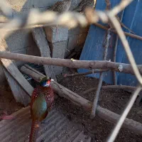 مرغ و خروس