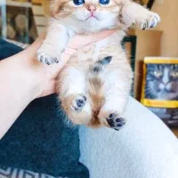 پـ ر و رش اصولی گربه