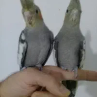 جفت عروس هلندی اشتی