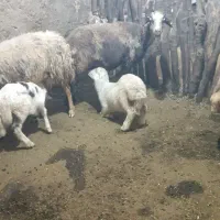 گوسفند درجه یک با بره جفتی 75000000