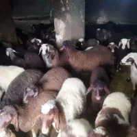 بره نر
