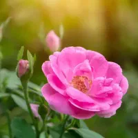 خرید و فروش گل محمدی برای گلاب گیری