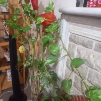 گل طبیعی|گل و گیاه طبیعی|شیراز, شهرک گلستان|دیوار