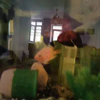 ۳عددماهی اسکارمعاوضه باماهی پنگوسی گوشتخوار