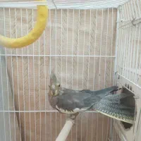عروس هلندی ماده