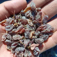 کشمش آفتابی