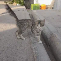ملوس فروشی