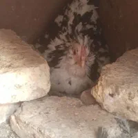 مرغ گلین کرچ و بوقلمون ماده