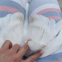 ماده ساده قهوه‌ ذات هفترنگ