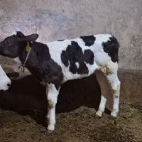 گوساله ماده جنس عالی درجه یک مناسب نگهداری