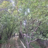 باغ-سر-سبز-باسند-تکبرک
