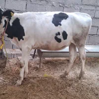 گوساله ۱۶ماهه و ۹ماهه