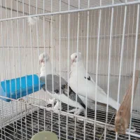 کبوتر بلژیکی اصل خوشکل جفت میدم ۱۱۰۰۰۰۰