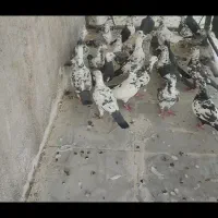 پرنده