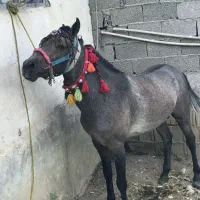 اسب سواری و ارام