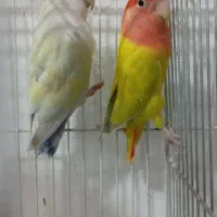 جفت کوتوله کارداده