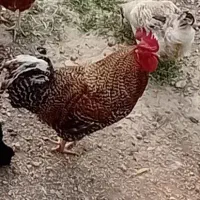 خروس