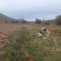 سگ گمشده