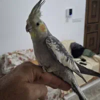 عروس هلندی،نرو