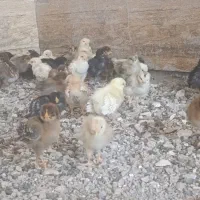 جوجه فروشی