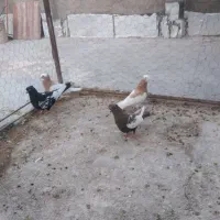 طوق زرد نر وماده. وسینه نر ومادهجفتی