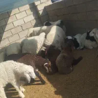 بره چاق
