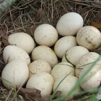 تخم نطفه داروخوراکی بوقلمون برنزسینه پهن آمریکایی