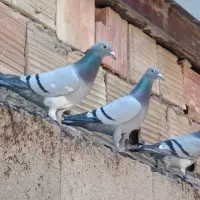 کفتر پلاکی زورون(لوتین)
