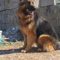 ژرمن شولاین،مو بلند،کینگ سایز