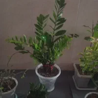 گل بزرگ|گل و گیاه طبیعی|سبزوار, شرق کال شمالی|دیوار