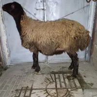 سلاخی .گاو.گوسفند.بزغاله