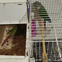 یک جفت یلو ساید وآناناسی فقط تا پایان امروز