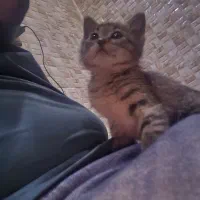 واگذاری گربه dsh