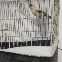 قناری ماده