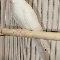 عروس آلبینو مولد