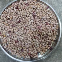 لوبیا چیتی درجه یک به قیمت عمده