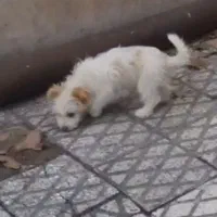 سگ پاکوتاه..شیتزو واشپیتزو