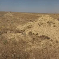 کاه گندم دیم