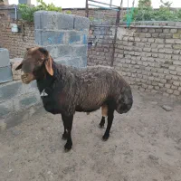 قوچ
