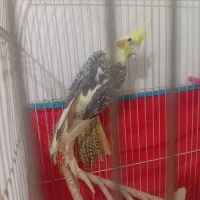 عروس دوکت خشکل