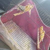 جوجه قناری