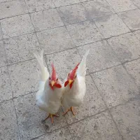 دوعد خروس سفید 4 ماهه