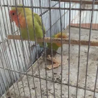 یک جفت طولی برزیلی