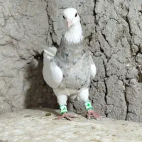 کلفه|پرنده|ارشق, |دیوار