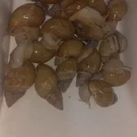 حلزون آچاتینا