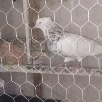 طوقی هفت رنگ