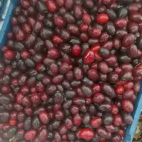 زغال اخته یوزبر درجه یک