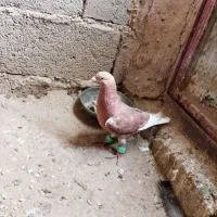 قره دمسفید نر